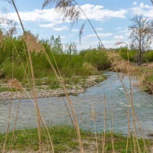 doftana_river (4)-min